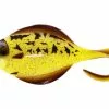 Westin Flat Matt Jig -- Golden Flounder - 28g - 85g